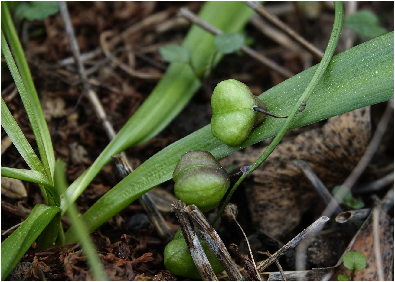 Изображение особи Scilla siberica.