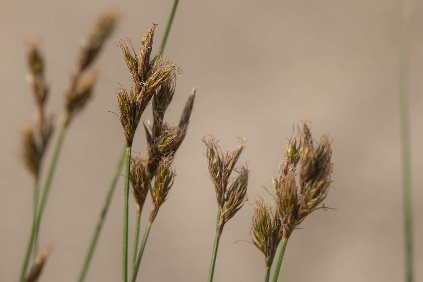 Image of genus Carex specimen.