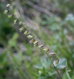 Melica nutans