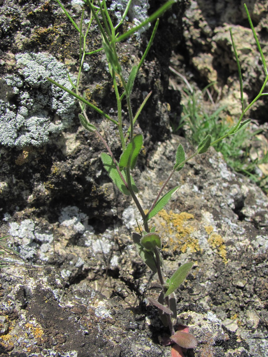 Image of Arabis auriculata specimen.