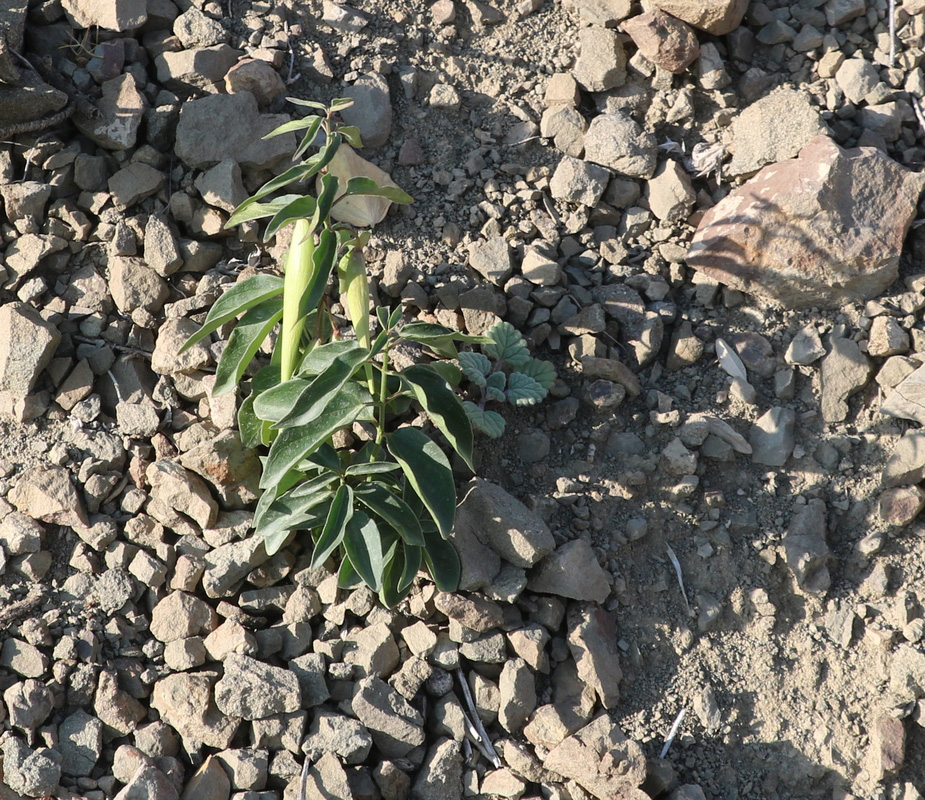 Image of Vincetoxicum fuscatum specimen.