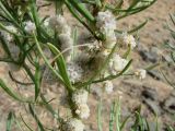 Cuscuta approximata