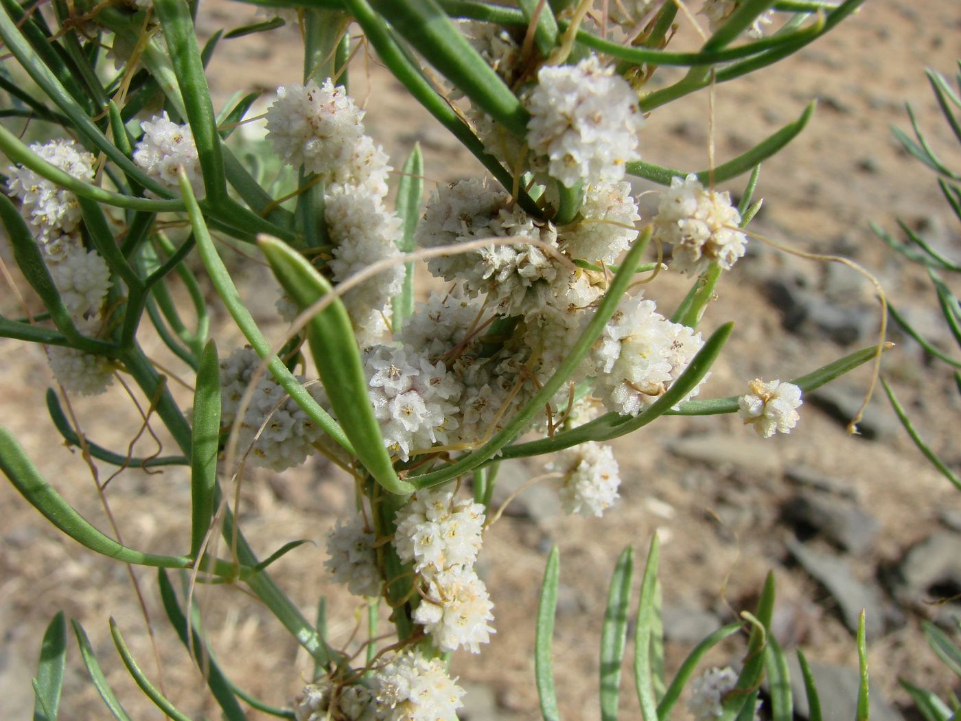 Изображение особи Cuscuta approximata.