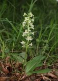 Platanthera chlorantha. Цветущее растение. Дагестан, Левашинский р-н, окр. с. Цудахар, луг. 15 июня 2023 г.