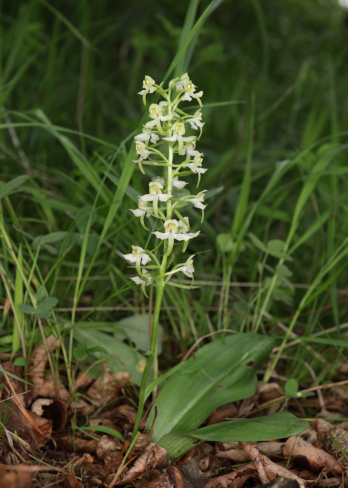 Image of Platanthera chlorantha specimen.