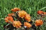 Portulaca grandiflora. Верхушки побегов с цветками, бутонами и завязавшимися плодами (махровая форма). Приморский край, Шкотовский р-н, окр. с. Новонежино, дачный участок. 18.06.2023.