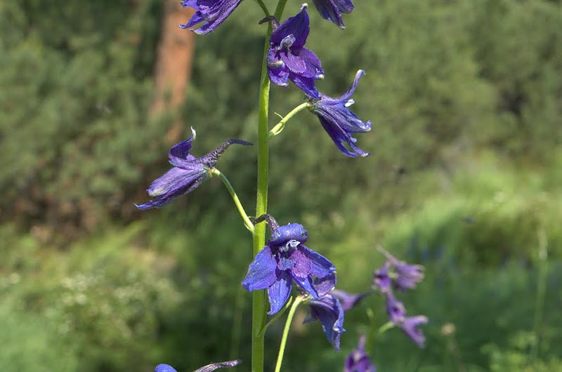 Изображение особи Delphinium brachycentrum.