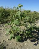 Abutilon theophrasti