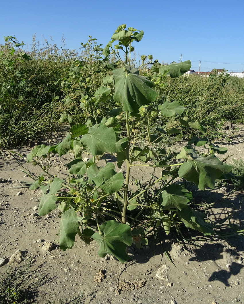 Image of Abutilon theophrasti specimen.