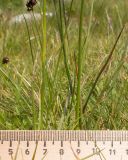 Juncus alpigenus