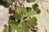 Asplenium ruta-muraria