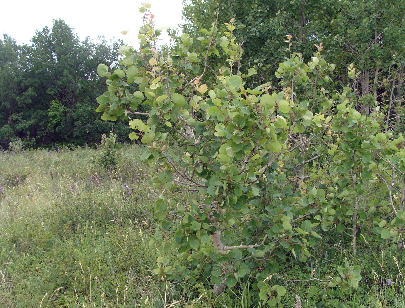 Изображение особи Populus tremula.