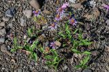 Aster sibiricus. Цветущие растения в сообществе с Dianthus и мхами. Красноярский край, Таймырский Долгано-Ненецкий р-н, плато Путорана, долина р. Кутарамакан, прибрежный галечник. 25.07.2023.