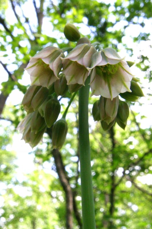 Image of Nectaroscordum bulgaricum specimen.