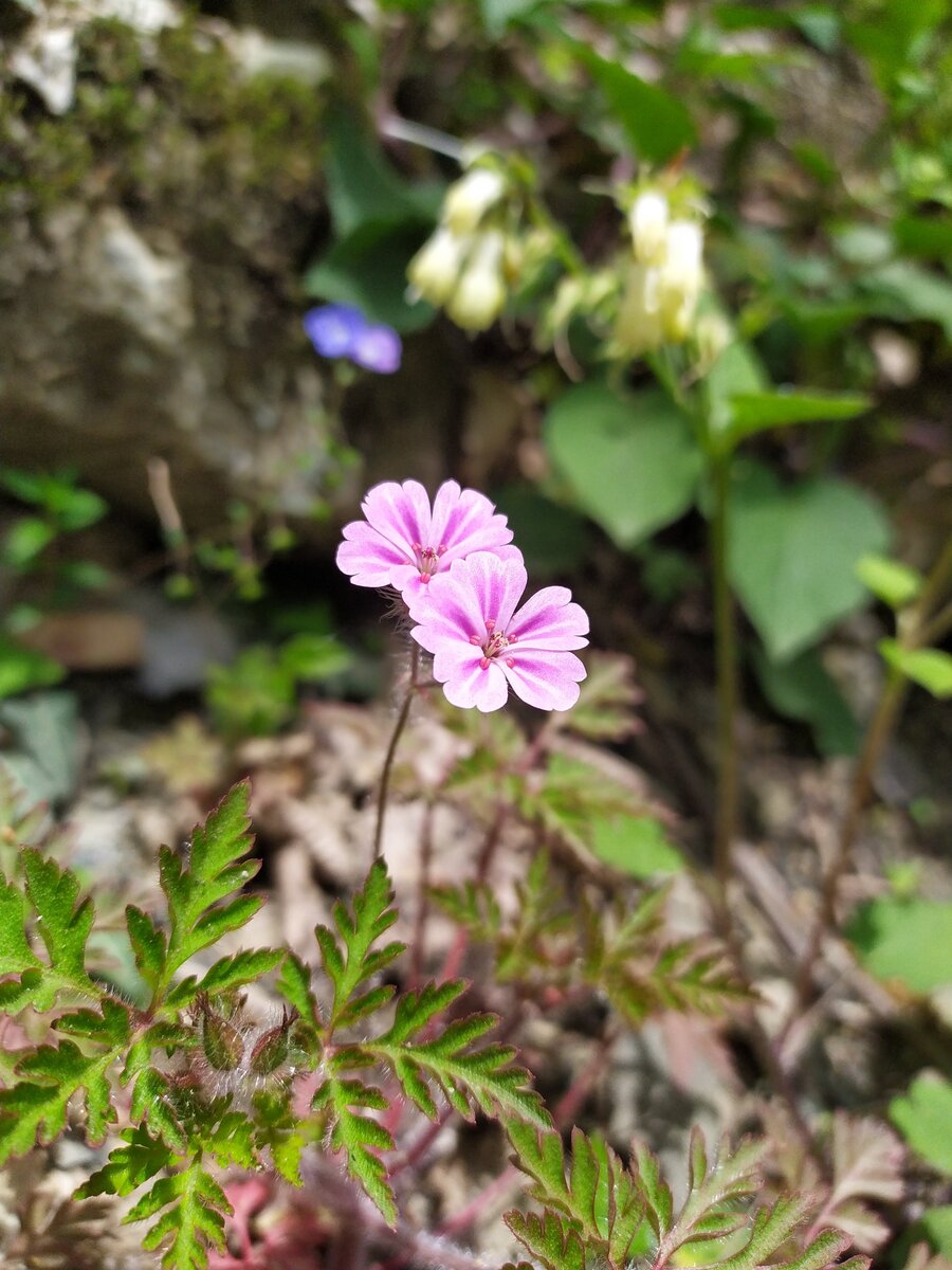 Image of Geranium robertianum specimen.