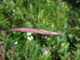 × Elyhordeum arcuatum. Соцветие. Магаданская обл., г. Магадан, ул. Приморская, небольшой заросший пустырь. 04.09.2022.