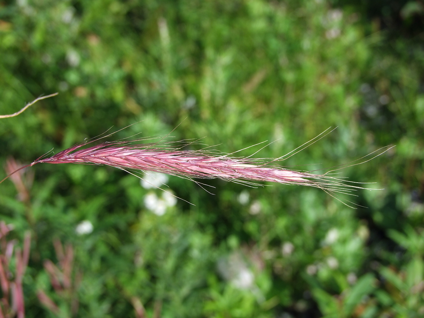 Изображение особи &times; Elyhordeum arcuatum.