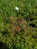 Drosera anglica