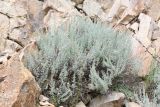 Artemisia rutifolia