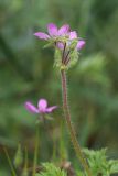 Erodium cicutarium. Верхушка побега с соцветием. Беларусь, Витебская обл., окр. пос. Езерище, посевы овса (Avena sativa). 27.07.2023.