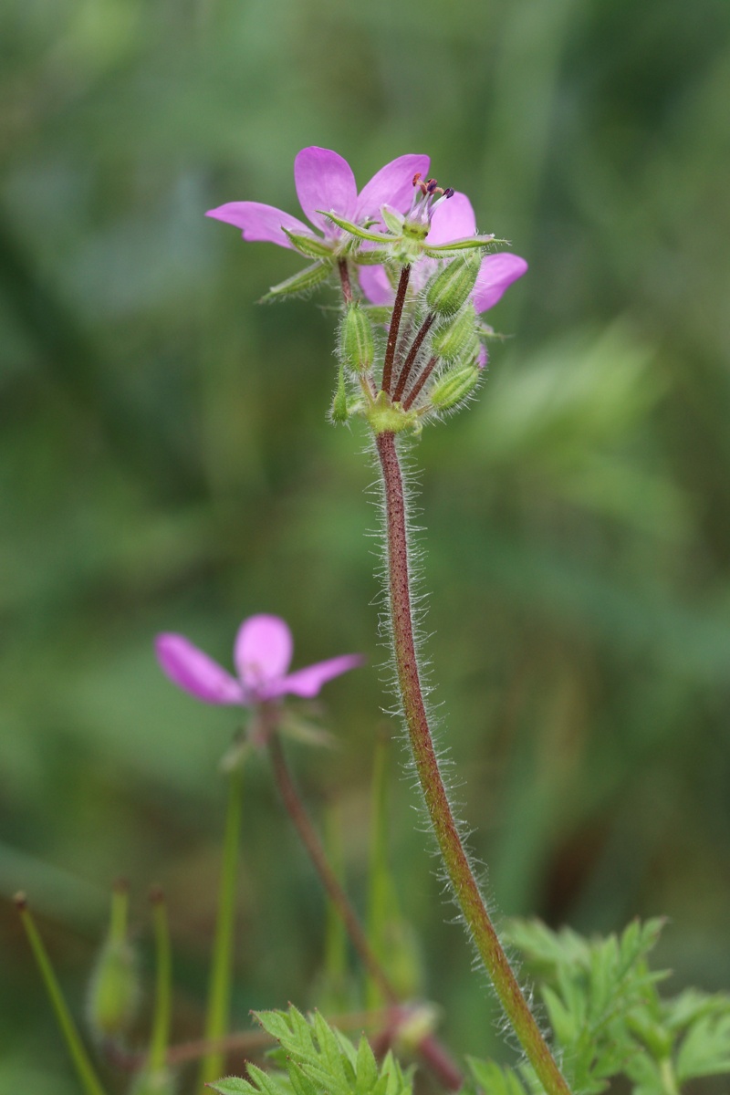 Изображение особи Erodium cicutarium.