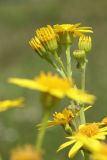 Senecio jacobaea