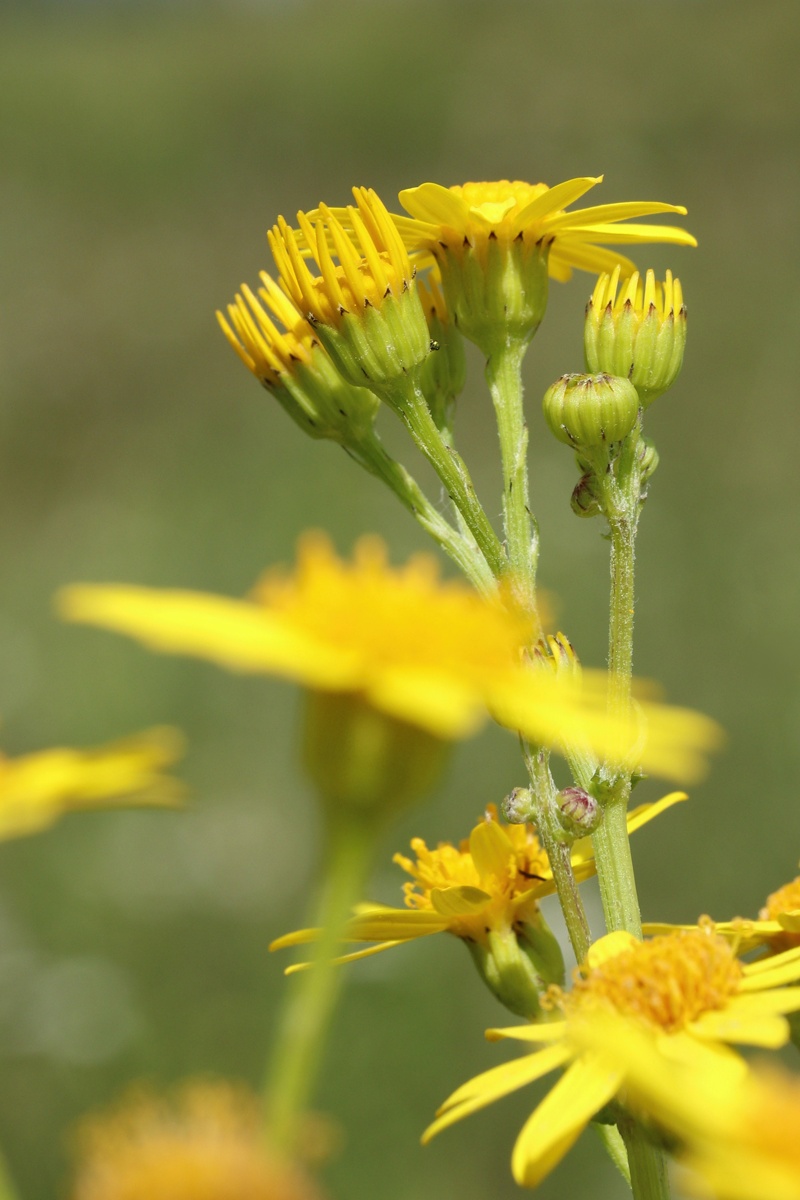 Image of Senecio jacobaea specimen.