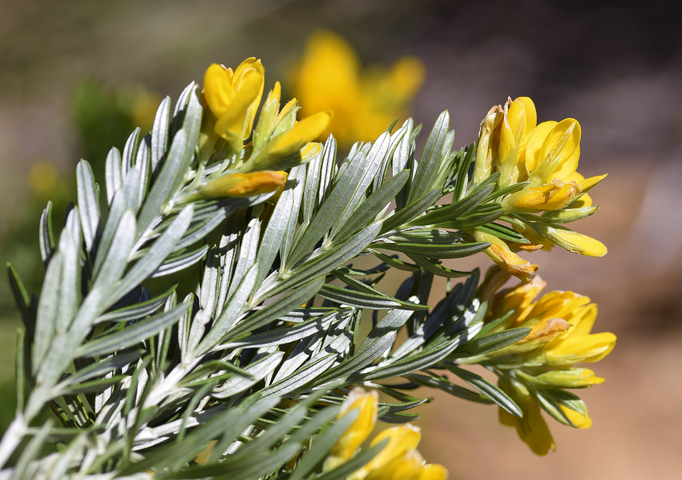 Изображение особи Genista linifolia.