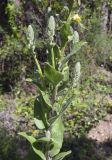 Verbascum boerhavii. Средняя часть растения с боковыми побегами с нераспустившимися соцветиями. Испания, Каталония, пров. Жирона, комарка Баш Эмпорда, муниципалитет Санта-Кристина-де-Аро, окр. памятника Долмен ла-Кова-ден-Диана, дубовый (Quercus suber) лес, кучи растительного мусора от расчистки просеки. 21.04.2024.