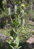 Verbascum boerhavii. Средняя часть растения с боковыми побегами с нераспустившимися соцветиями. Испания, автономное сообщество Каталония, провинция Жирона, комарка Баш Эмпорда, муниципалитет Санта-Кристина-де-Аро, окр. памятника Долмен ла-Кова-ден-Диана, дубовый (Quercus suber) лес, кучи растительного мусора от расчистки просеки. 21.04.2024.