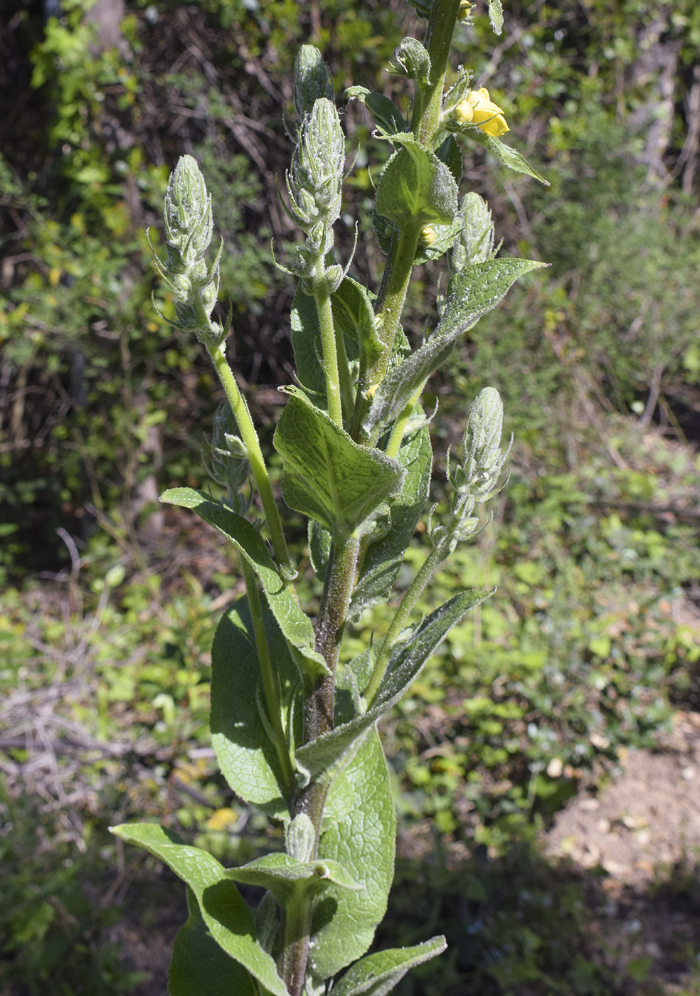 Image of Verbascum boerhavii specimen.