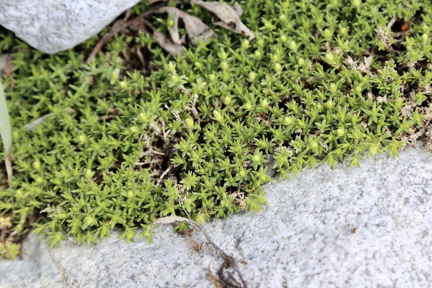 Image of Minuartia imbricata specimen.