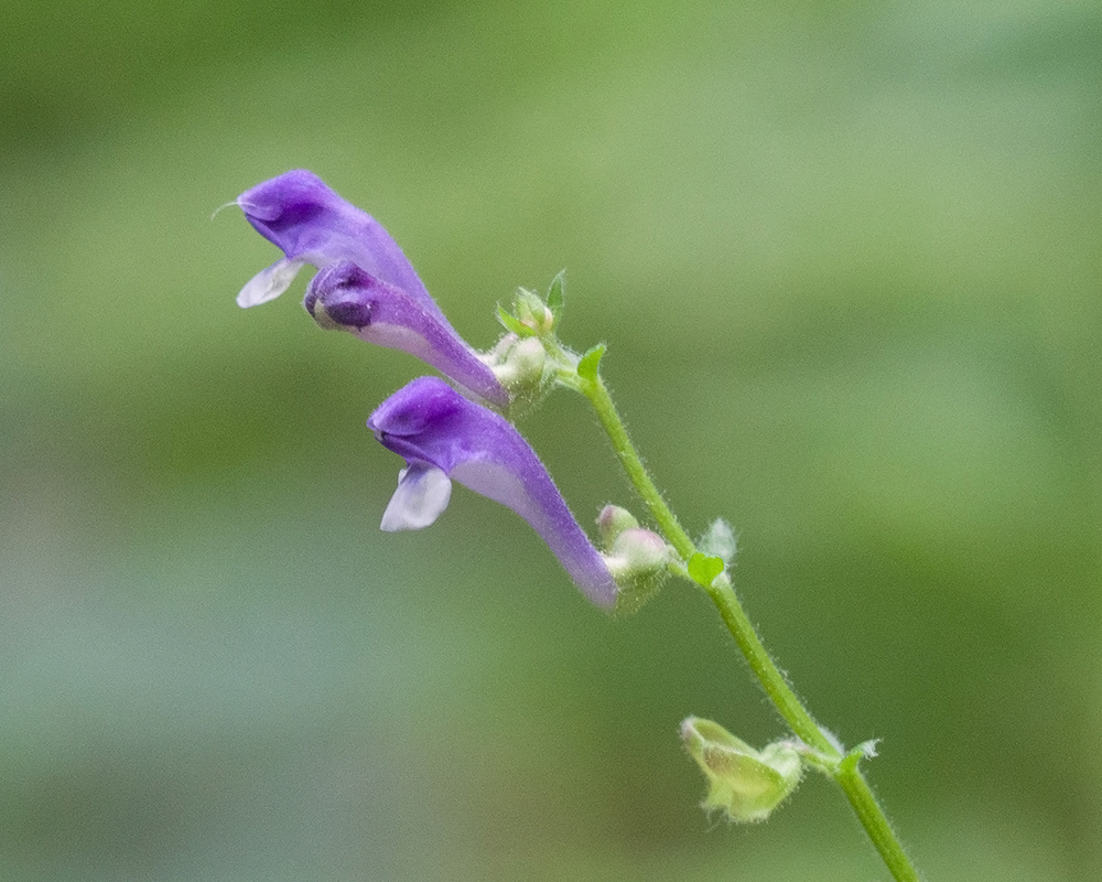 Изображение особи Scutellaria altissima.
