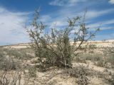 Salsola arbuscula