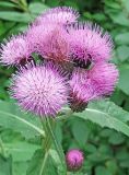 Cirsium helenioides