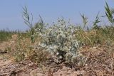 Eryngium maritimum