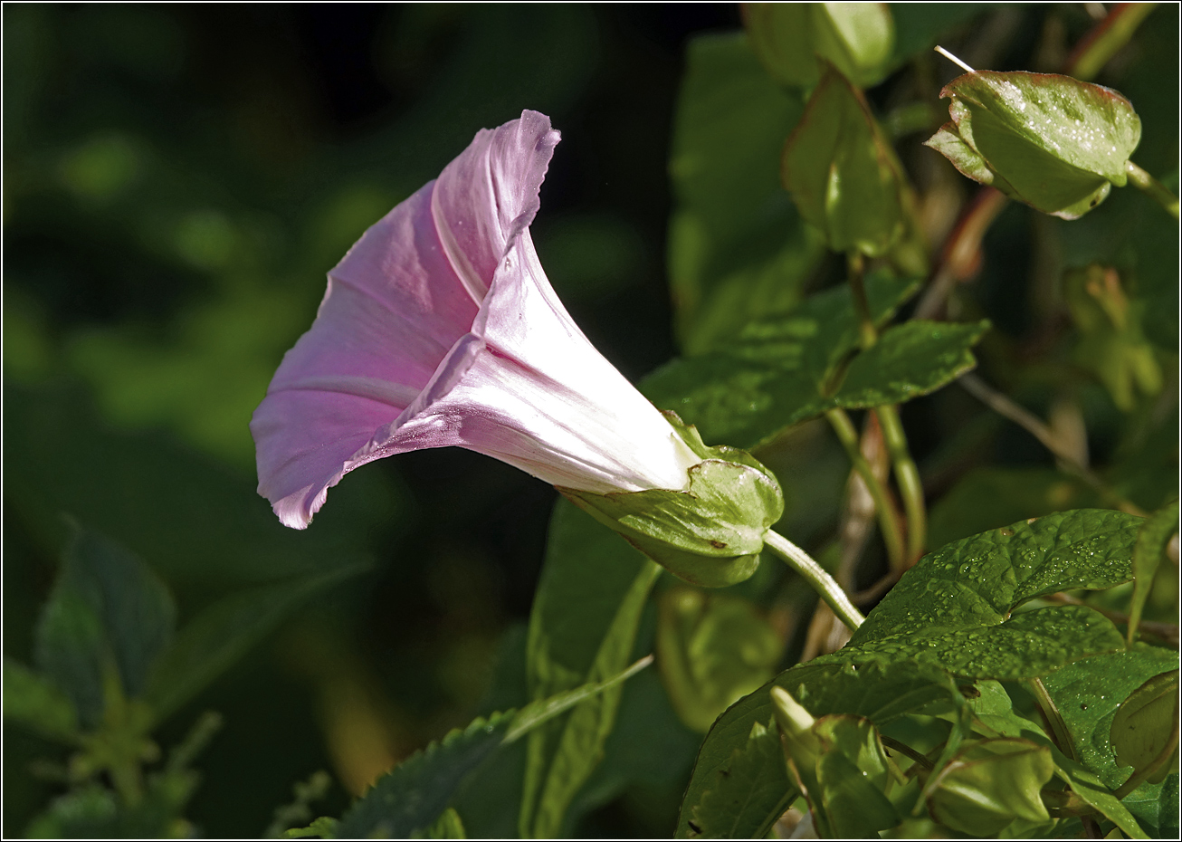 Image of Calystegia spectabilis specimen.