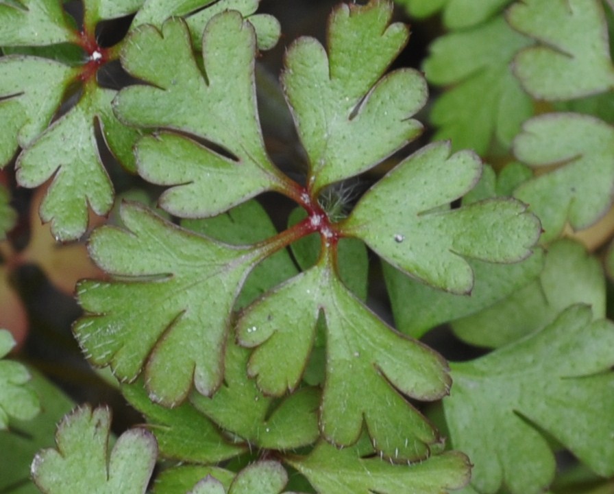 Image of Geranium purpureum specimen.