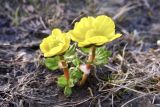 Ranunculus nivalis