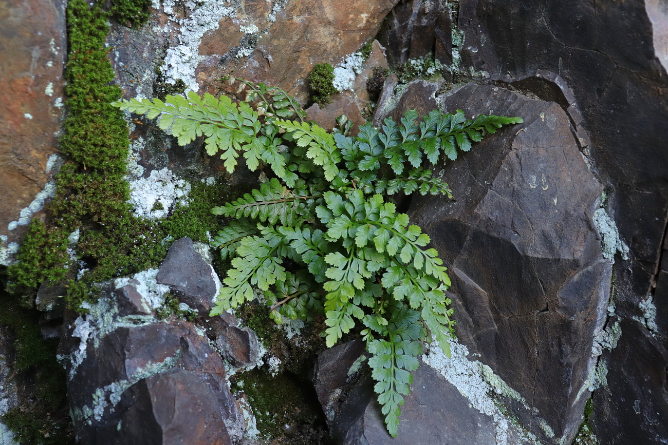 Изображение особи Asplenium billotii.