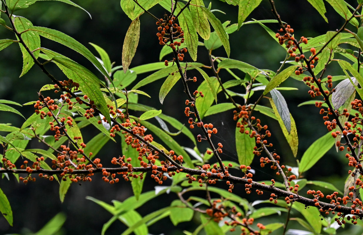 Изображение особи Debregeasia longifolia.