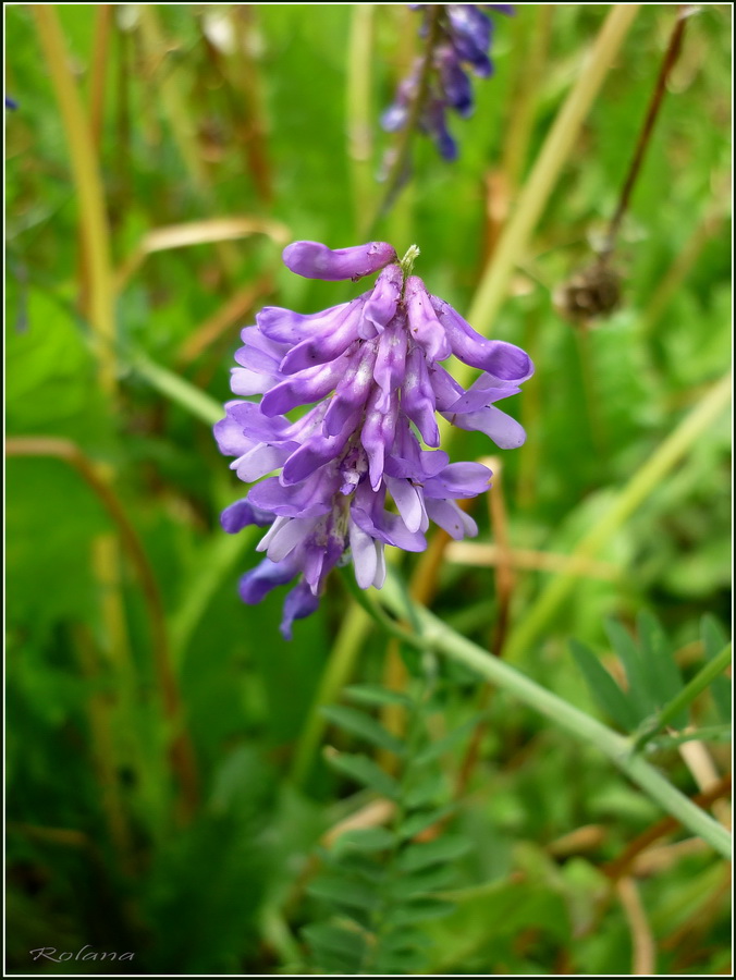 Image of Vicia cracca specimen.
