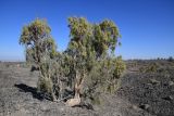 Haloxylon aphyllum