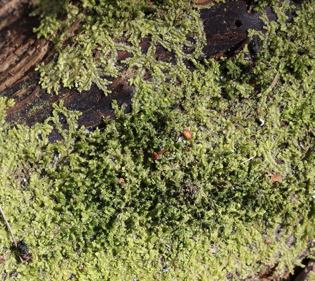 Image of division Marchantiophyta specimen.