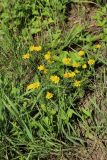 Anthemis tinctoria