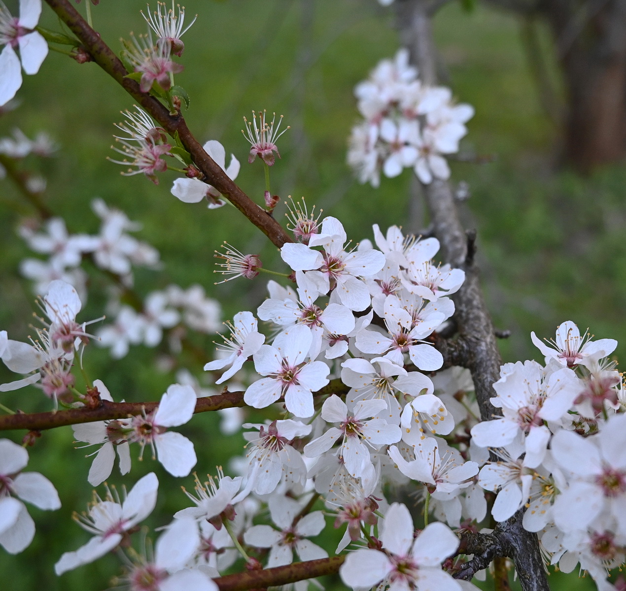 Image of Prunus cerasifera specimen.