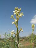 Dendrostellera ammodendron