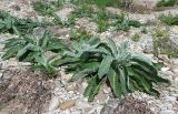 Verbascum gnaphalodes