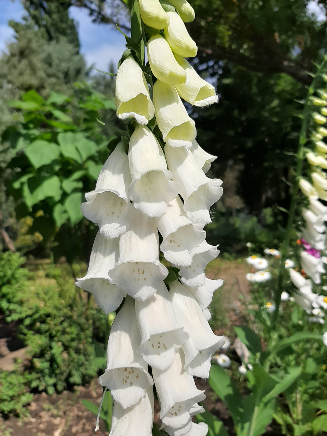 Image of Digitalis purpurea specimen.