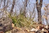 Carex lanceolata. Цветущее растение. Приморский край, Уссурийский гор. округ, окр. с. Монакино, широколиственный лес, гребень небольшой сопки. 20.04.2025.